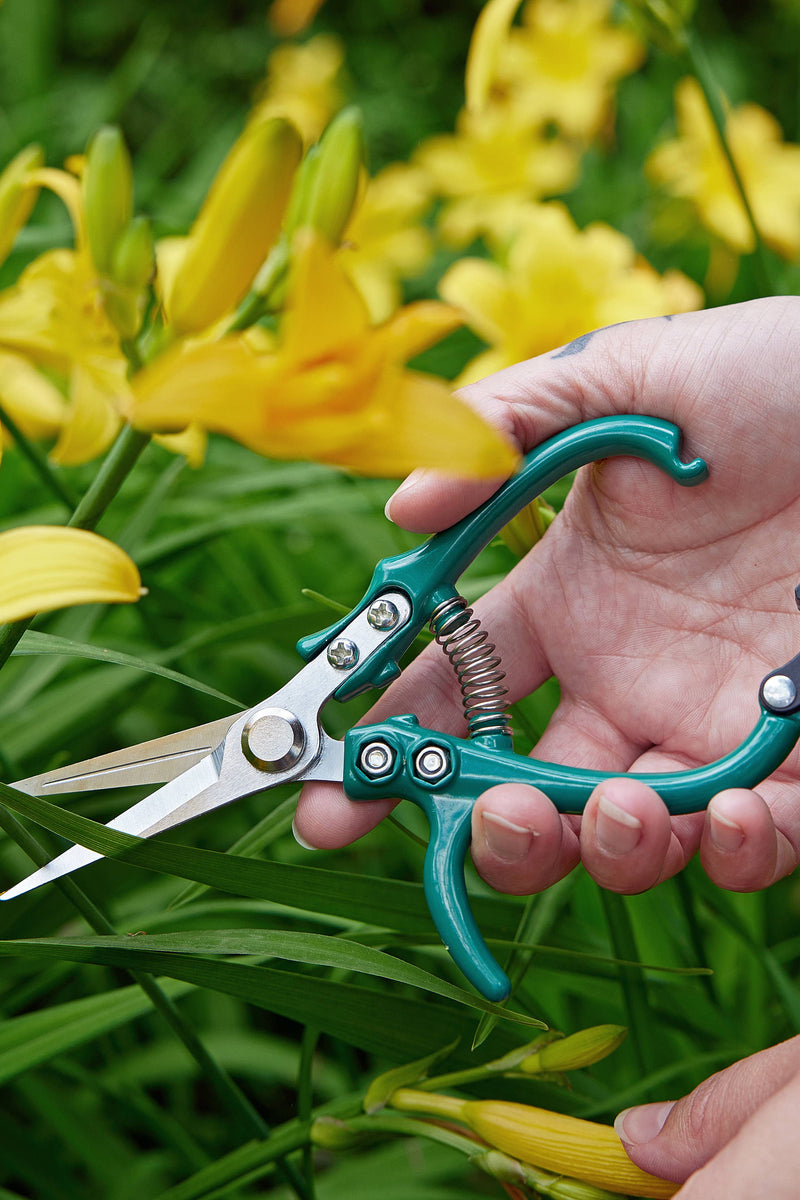 Hand holding green garden shears with yellow flowers in the background