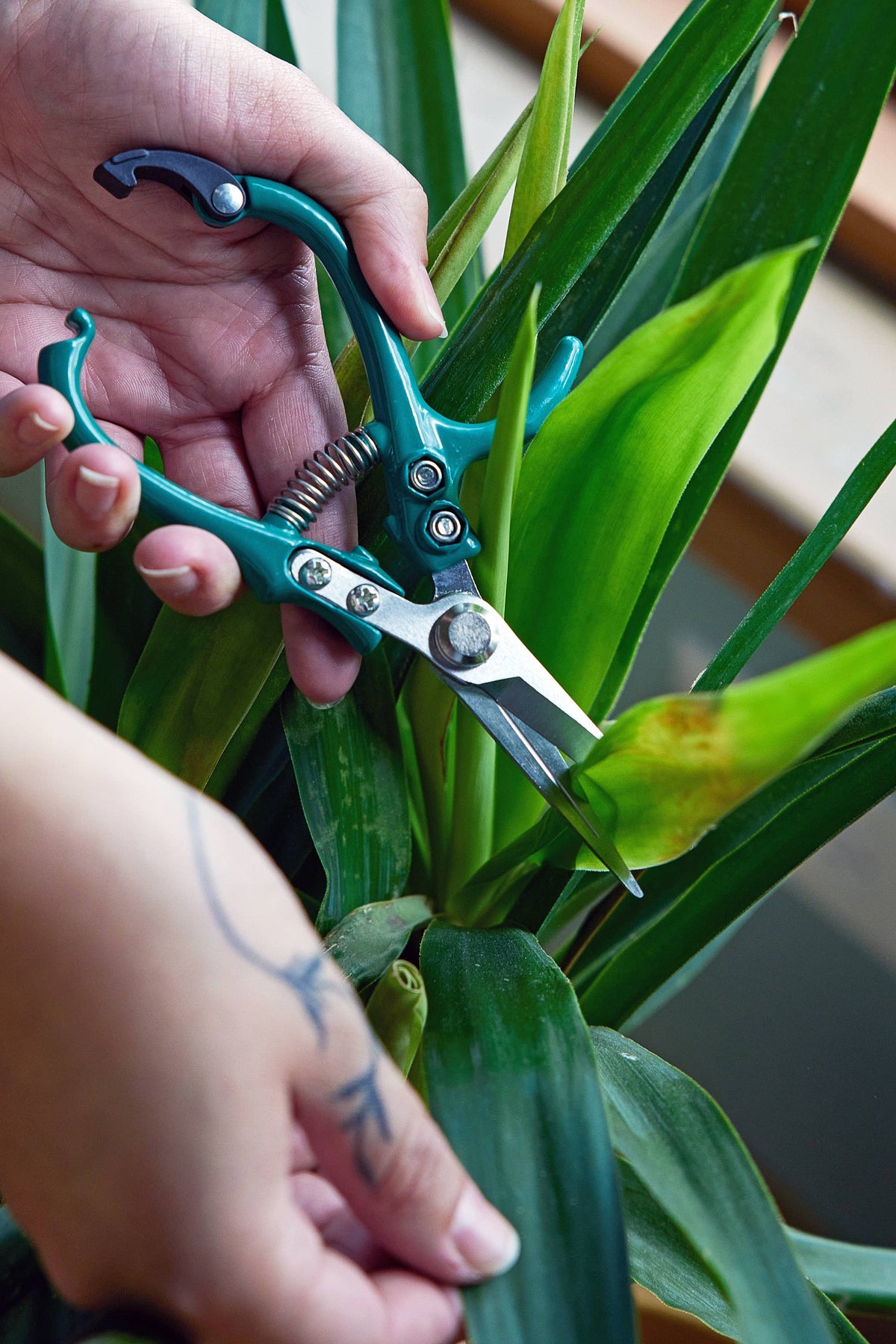 Person trimming a plant with green pruning shears.